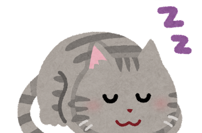 sleep_animal_cat