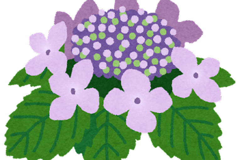 flower_gaku_ajisai